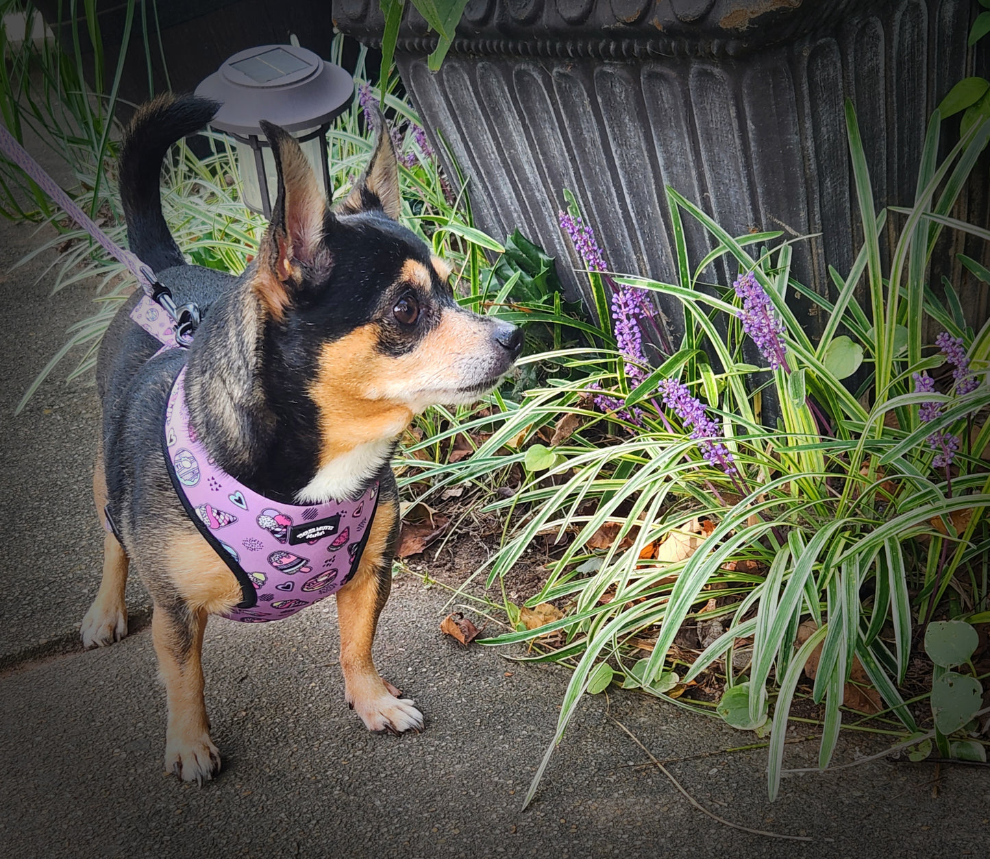 Mutts Market Sweet Mutt Reversible Dog Harness & Leash Set