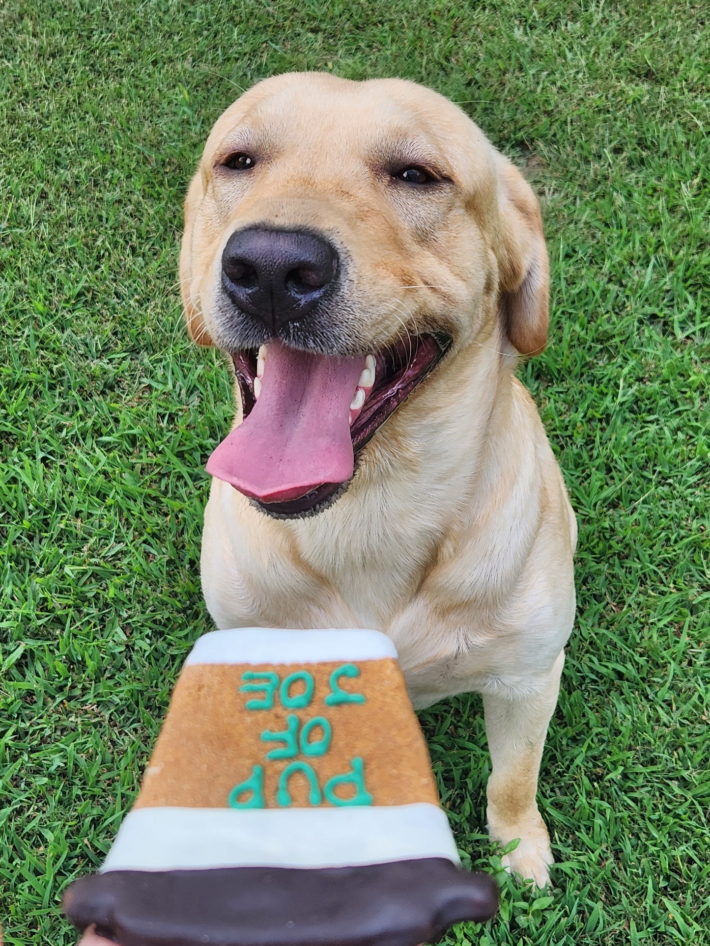 Pawtisserie Dog Treat Gift Box