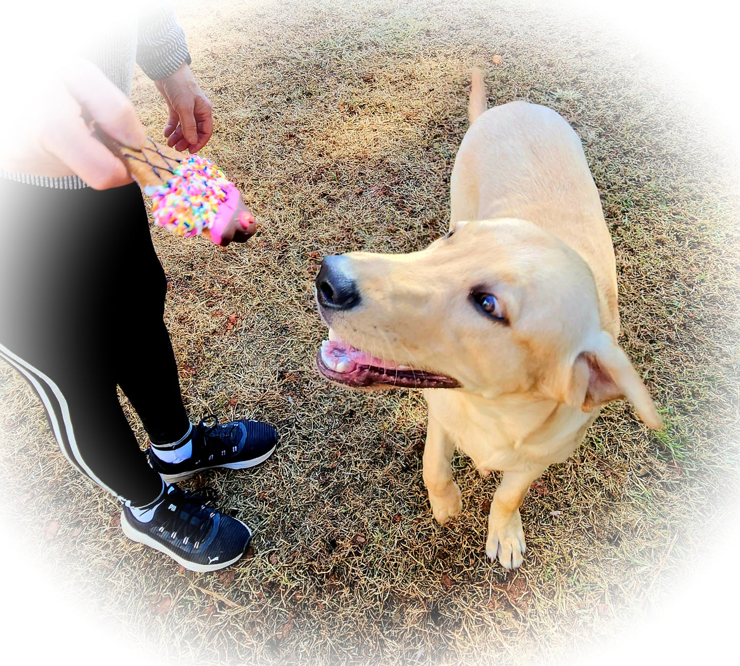 Sunny Days Dog Treat Gift Box