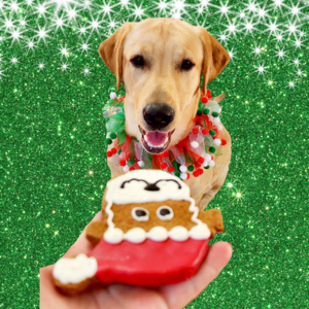 Christmas Pawty Dog Treat Gift Box