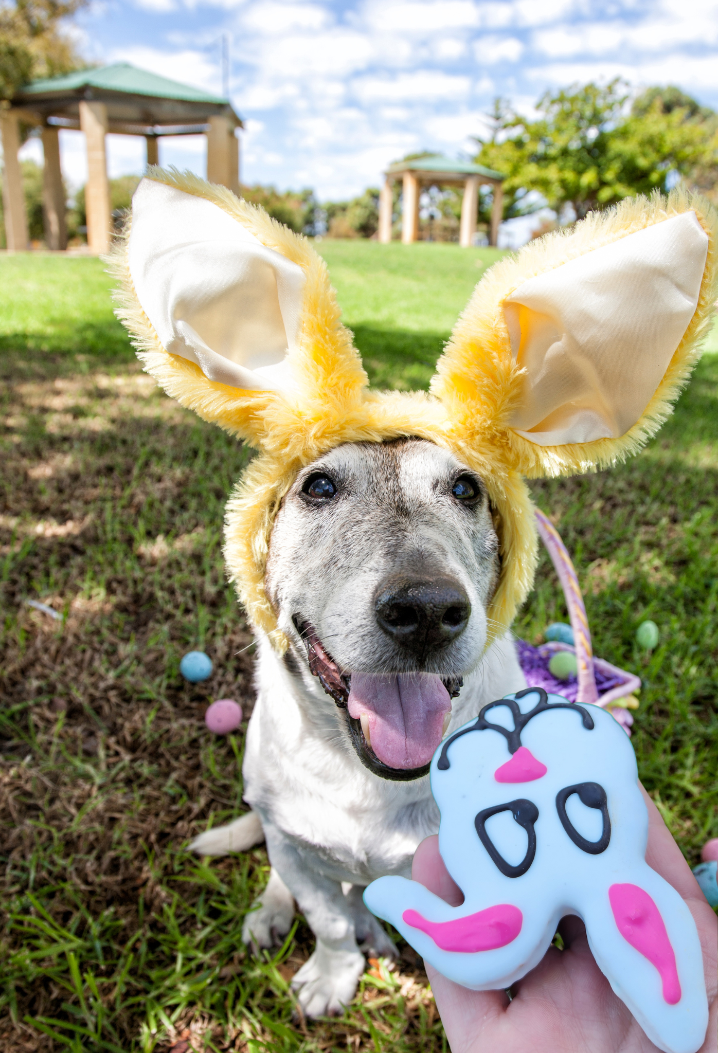 Happy Easter Dog Treat Gift Box